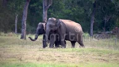 小象走路时被父母包围着